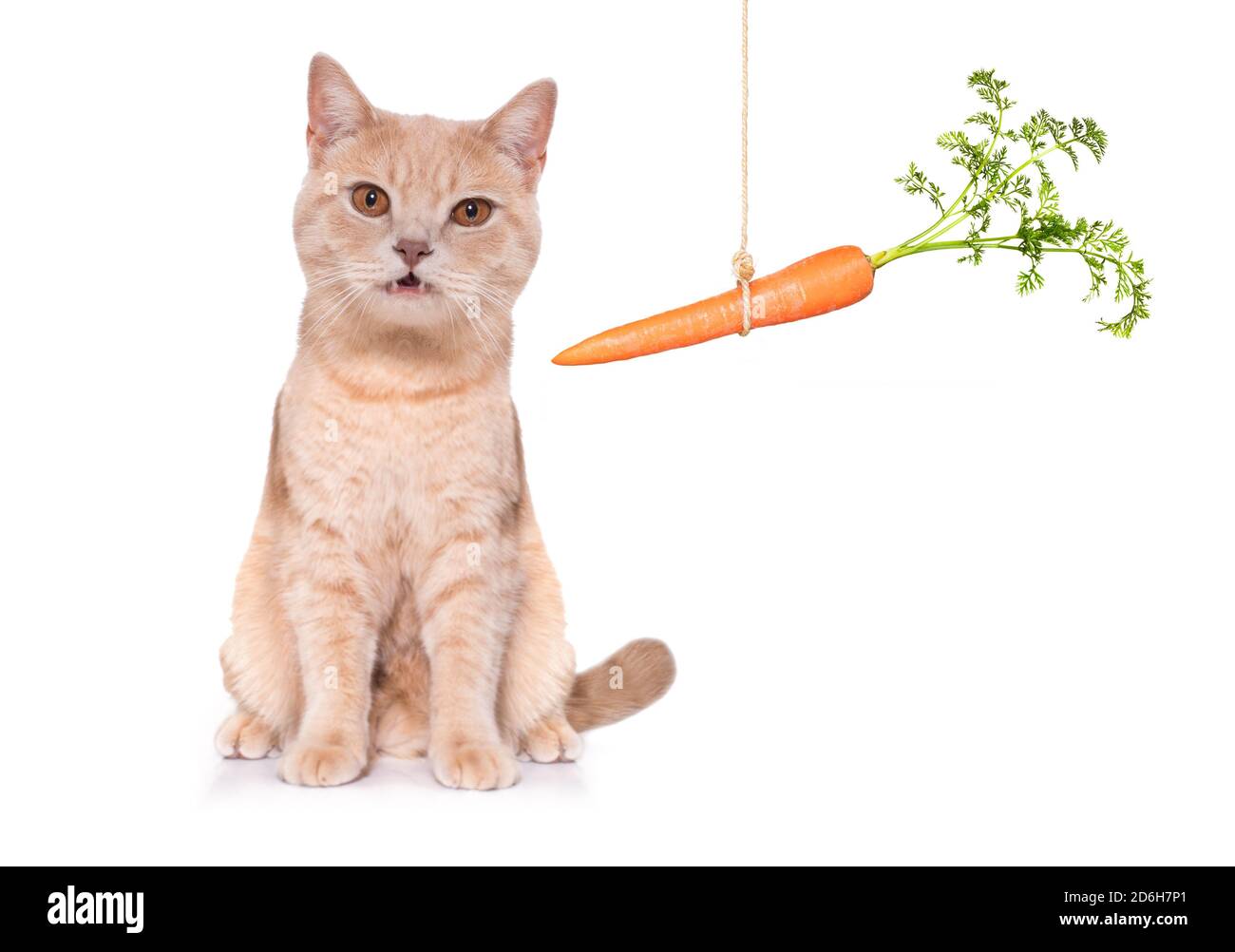 healthy cat kitten with a carrot hanging to the side isolated on white