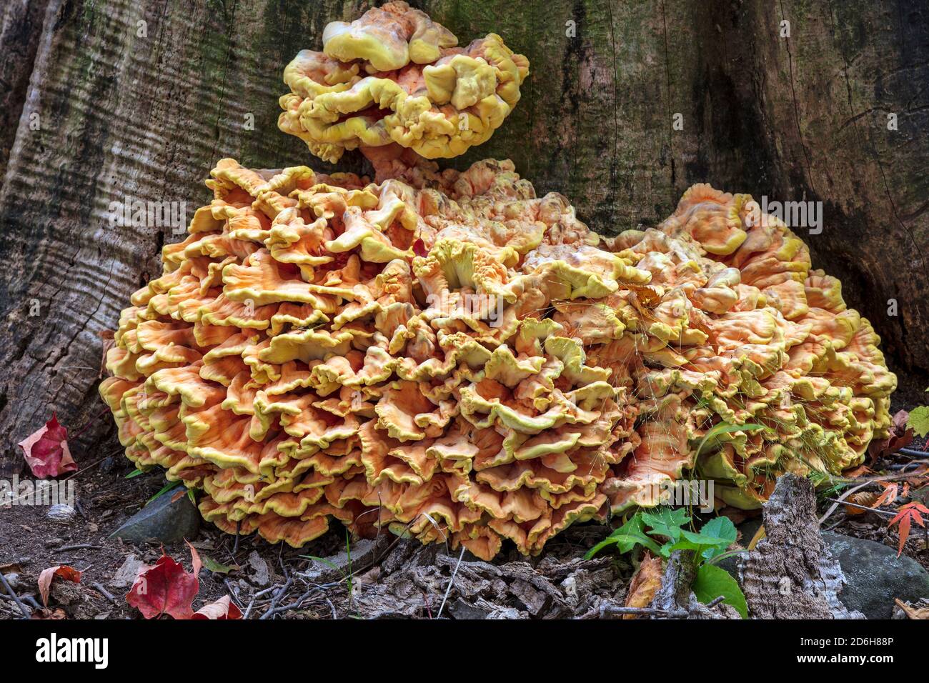 Chicken-of-the-woods Mushrooms (Laetiporus sulphureus), Autumn, E USA, by James D Coppinger/Dembinsky Photo Assoc Stock Photo
