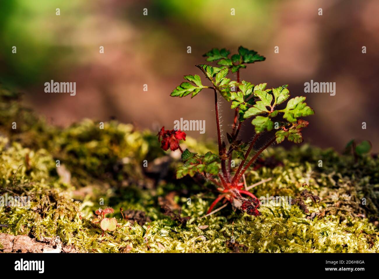 Despite the shade, the undergrowth offers its own habitat for many plants and living beings Stock Photo