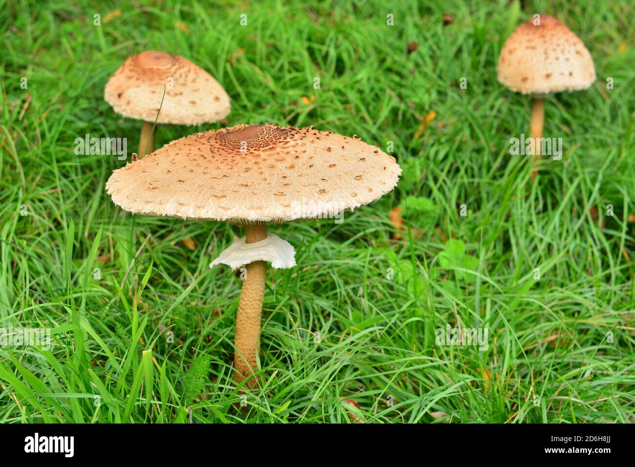 A group of three -one fully grown, two young - Macrolepiota procera mastoidea, commonly known as parasol mushroom, in a meadow in Italy. Stock Photo