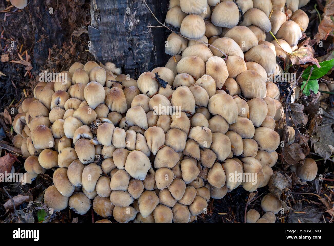 Ink Cap Mushrooms (Coprinopsis atramentaria), E North America, by James D Coppinger/Dembinsky Photo Assoc Stock Photo