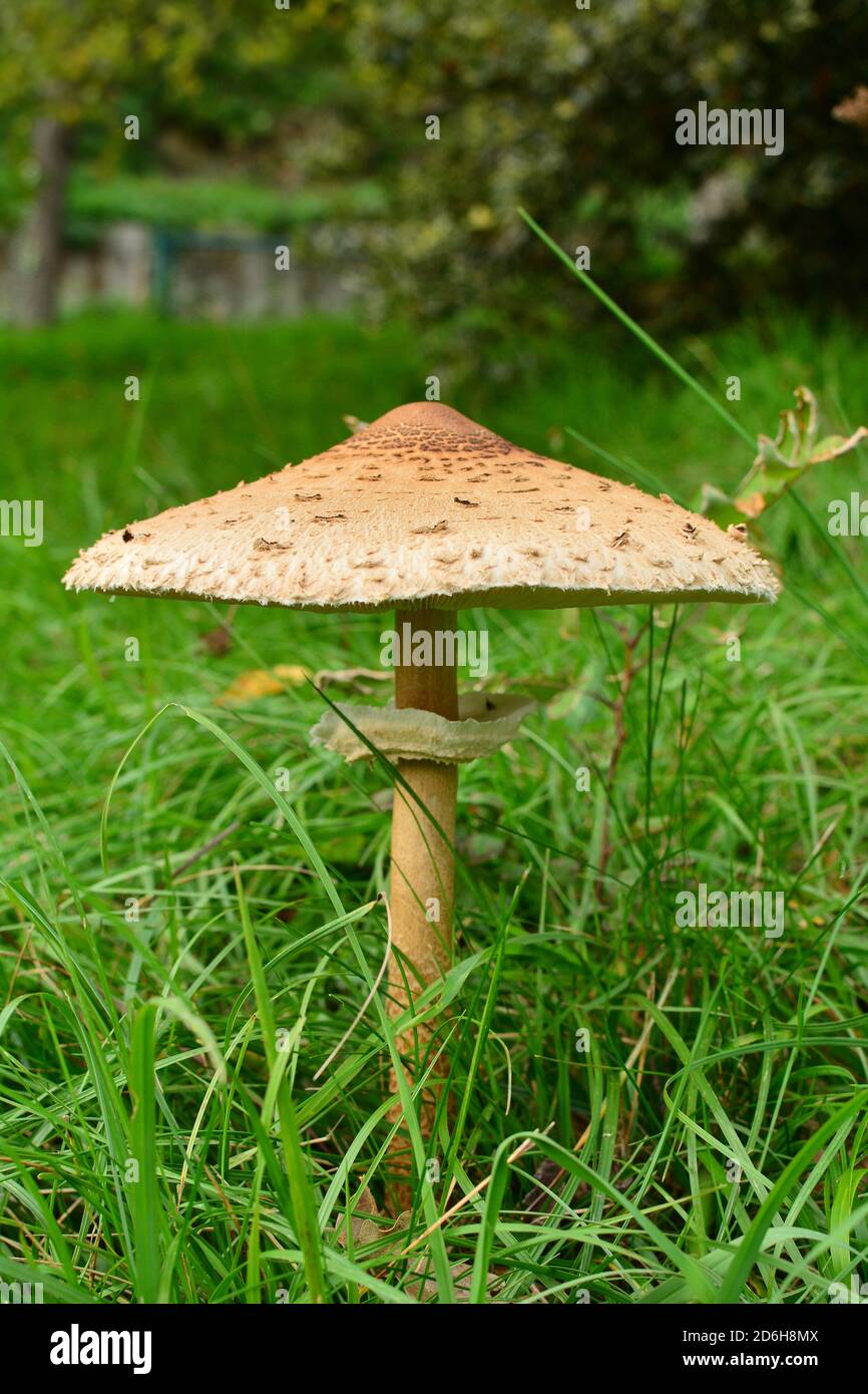 A fully grown specimen of Macrolepiota procera mastoidea, commonly known as parasol mushroom, in a meadow in Italy. Stock Photo