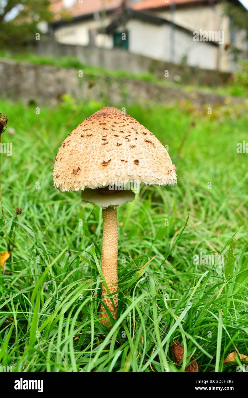 A young specimen of Macrolepiota procera mastoidea, commonly known as parasol mushroom, in a meadow in Italy. Stock Photo