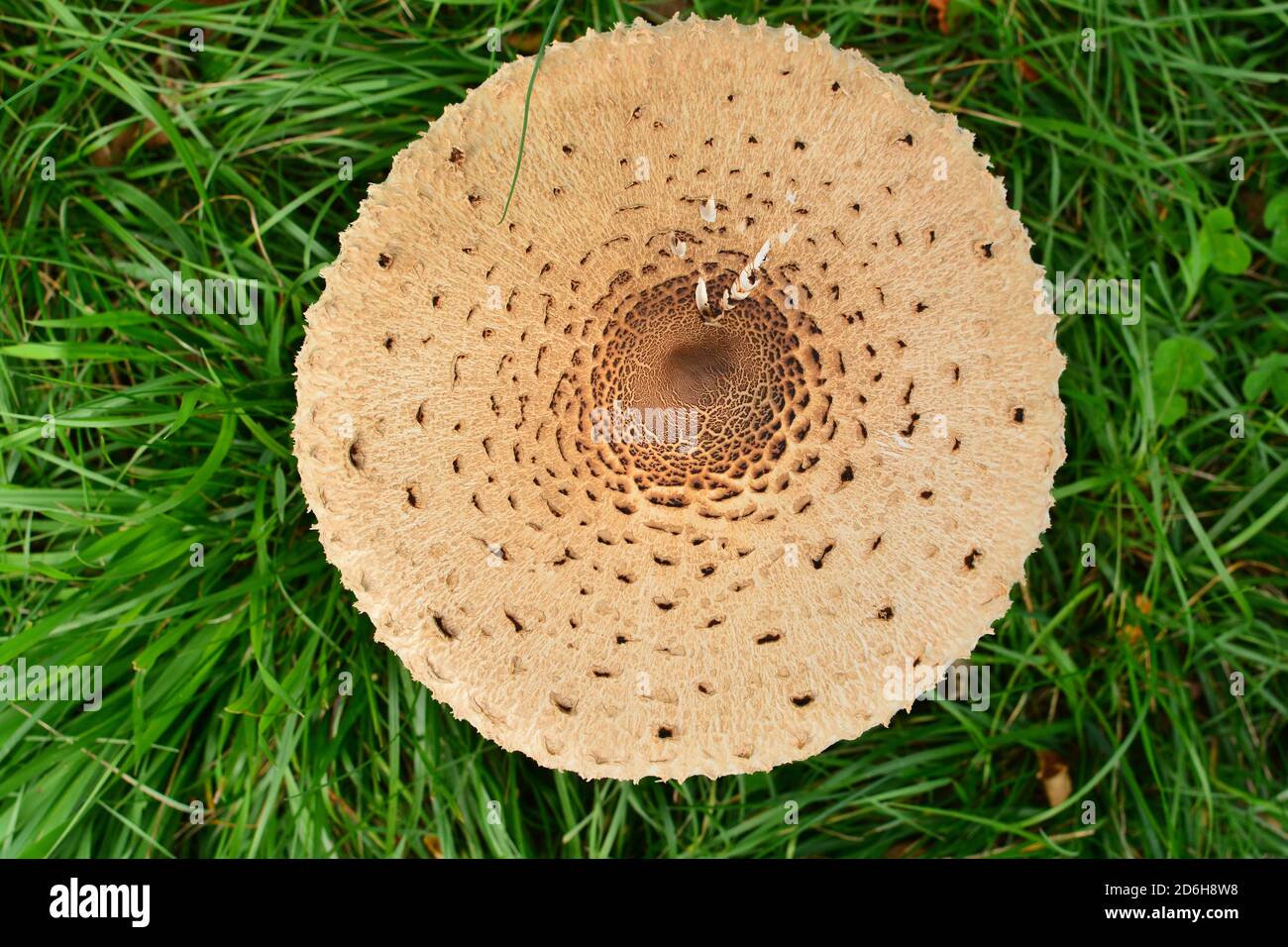 Bird's-eye view of a fully grown specimen of Macrolepiota procera mastoidea, commonly known as parasol mushroom, in a meadow in Italy. Stock Photo