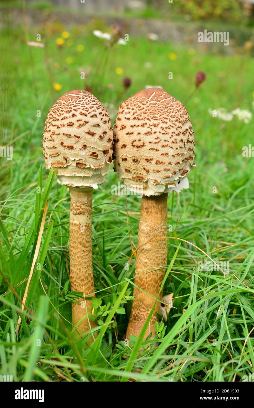 A pair of not fully grown specimens of Macrolepiota procera mastoidea, commonly known as parasol mushroom, in a meadow in Italy. Stock Photo