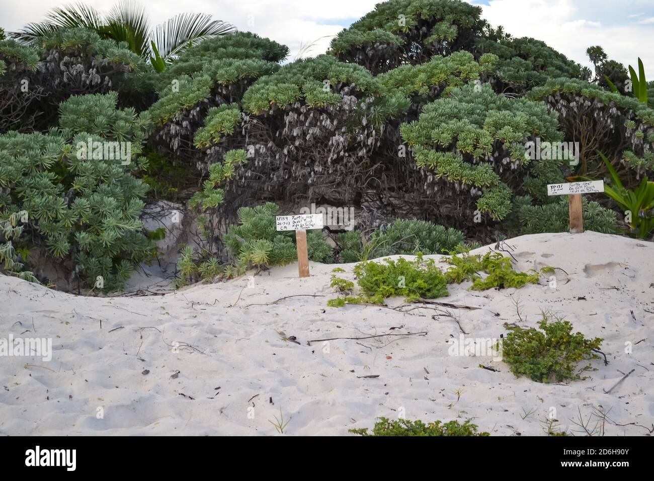 Protected site for the nesting of sea turtles on the white beaches of Mexico. Stock Photo