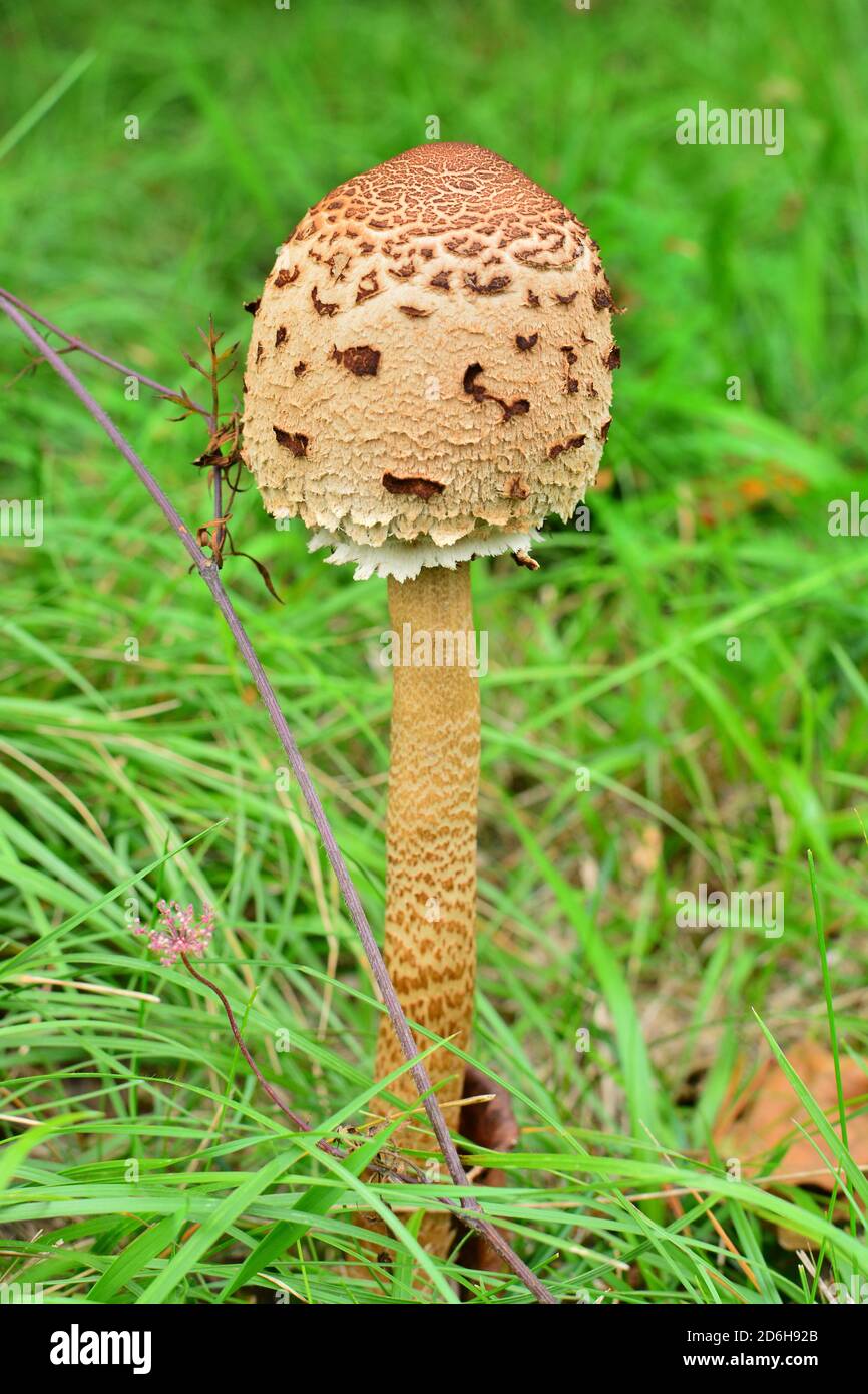 A not fully grown specimen of Macrolepiota procera mastoidea, commonly known as parasol mushroom, in a meadow in Italy. Stock Photo
