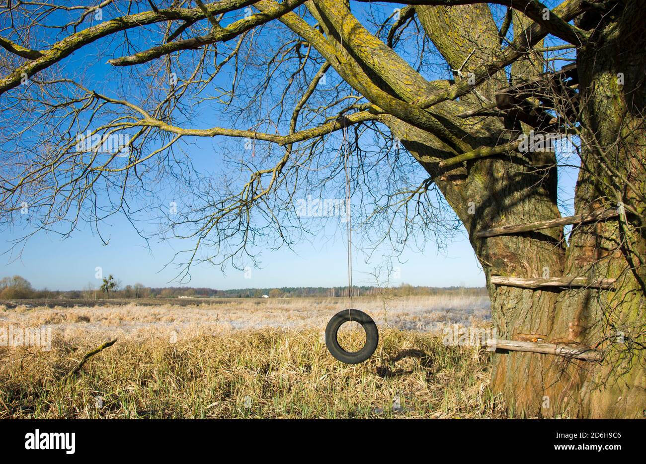 Tire swing hanging from an old tree Stock Photo