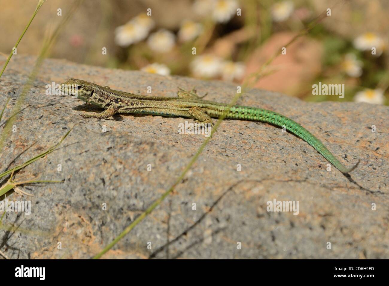 Tyrrhenian wall lizard (Podarcis tiliguerta) is a species of lizard in the family Lacertidae. The species is endemic to the islands Sardinia and Corsi Stock Photo