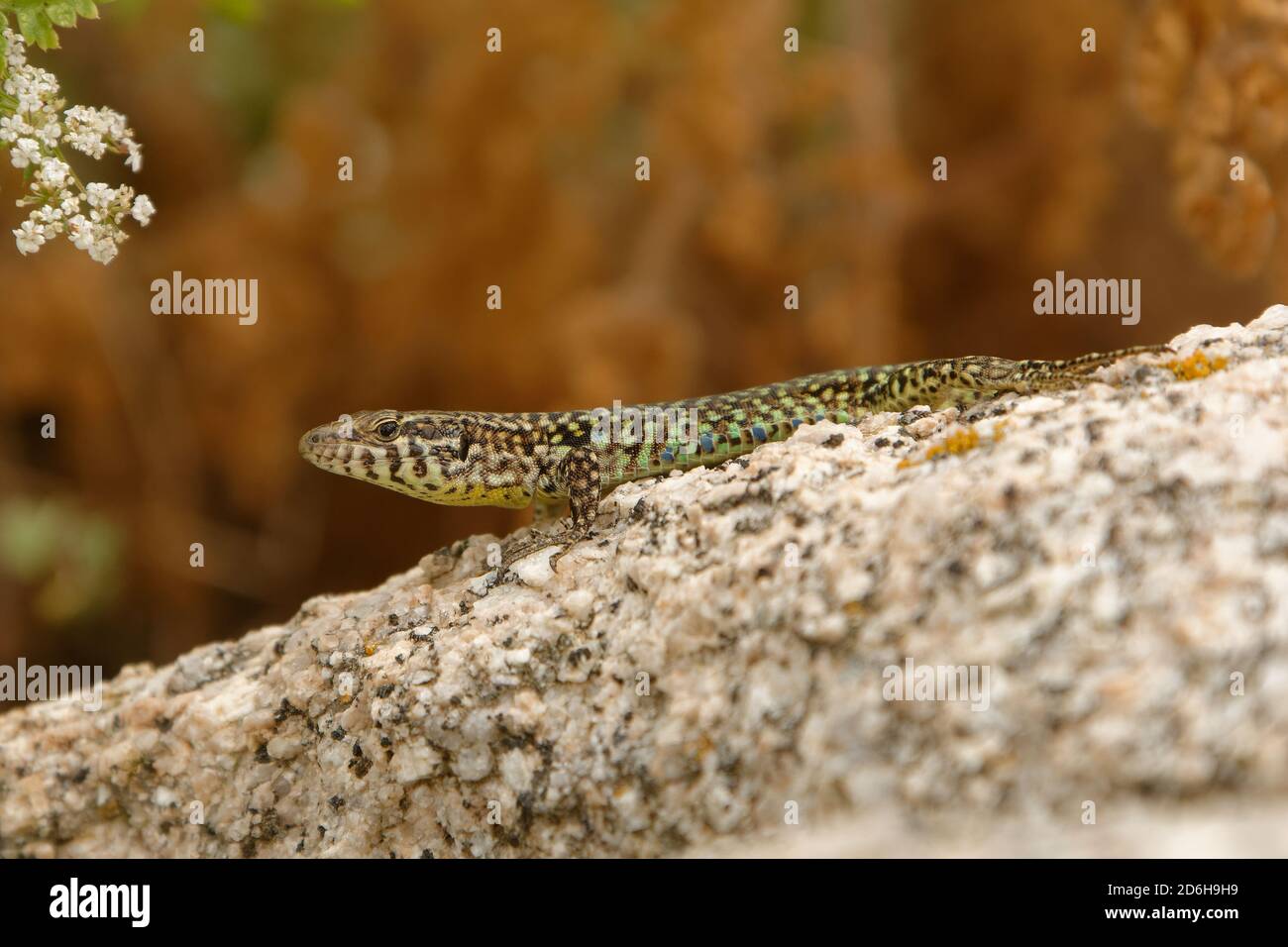 Tyrrhenian wall lizard (Podarcis tiliguerta) is a species of lizard in the family Lacertidae. The species is endemic to the islands Sardinia and Corsi Stock Photo