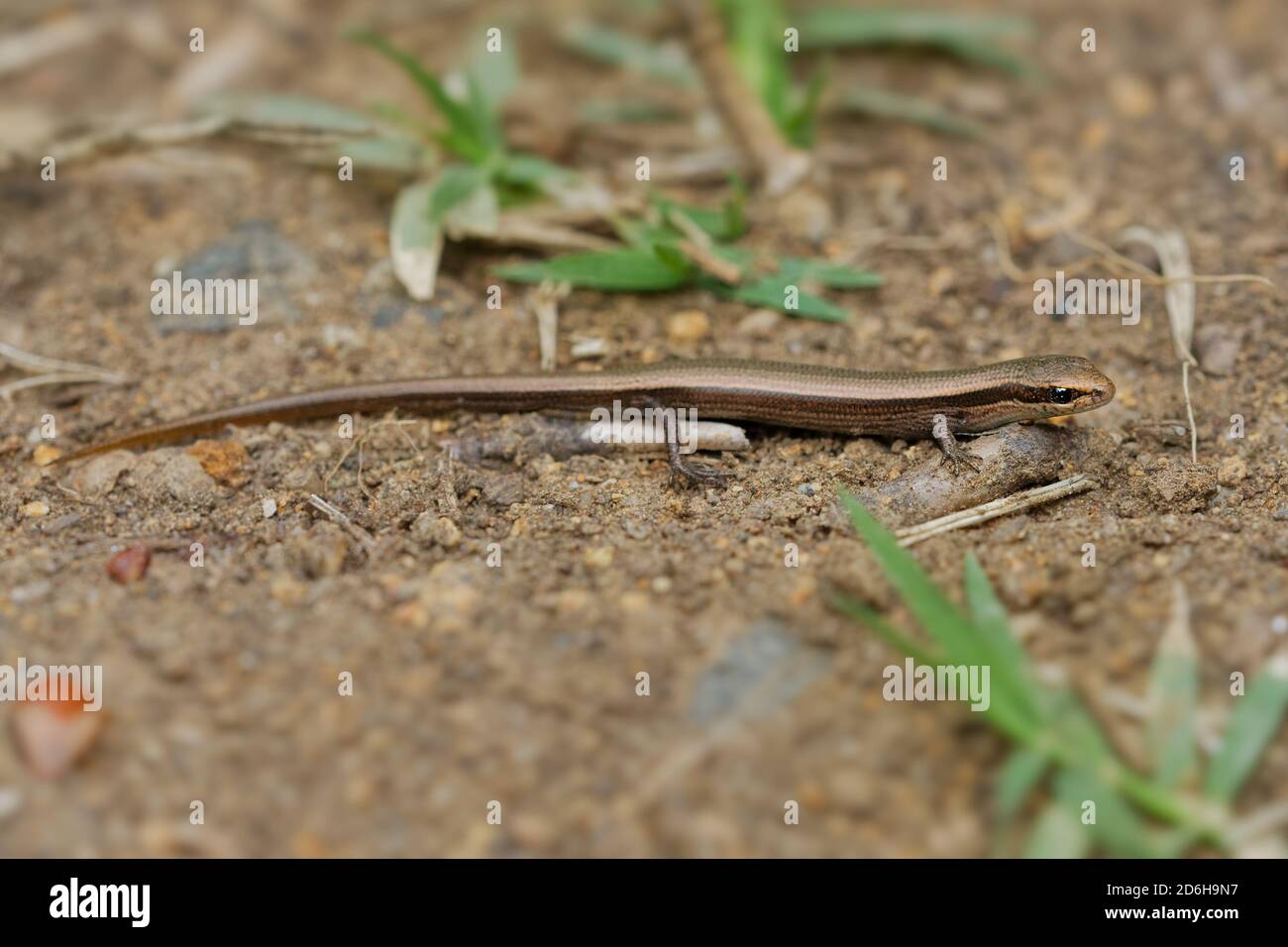 Snake-eyed Skink - Ablepharus kitaibelii  also European copper or European snake-eyed skink, Juniper or Snake-eyed skink, lizard in Scincidae, endemic Stock Photo