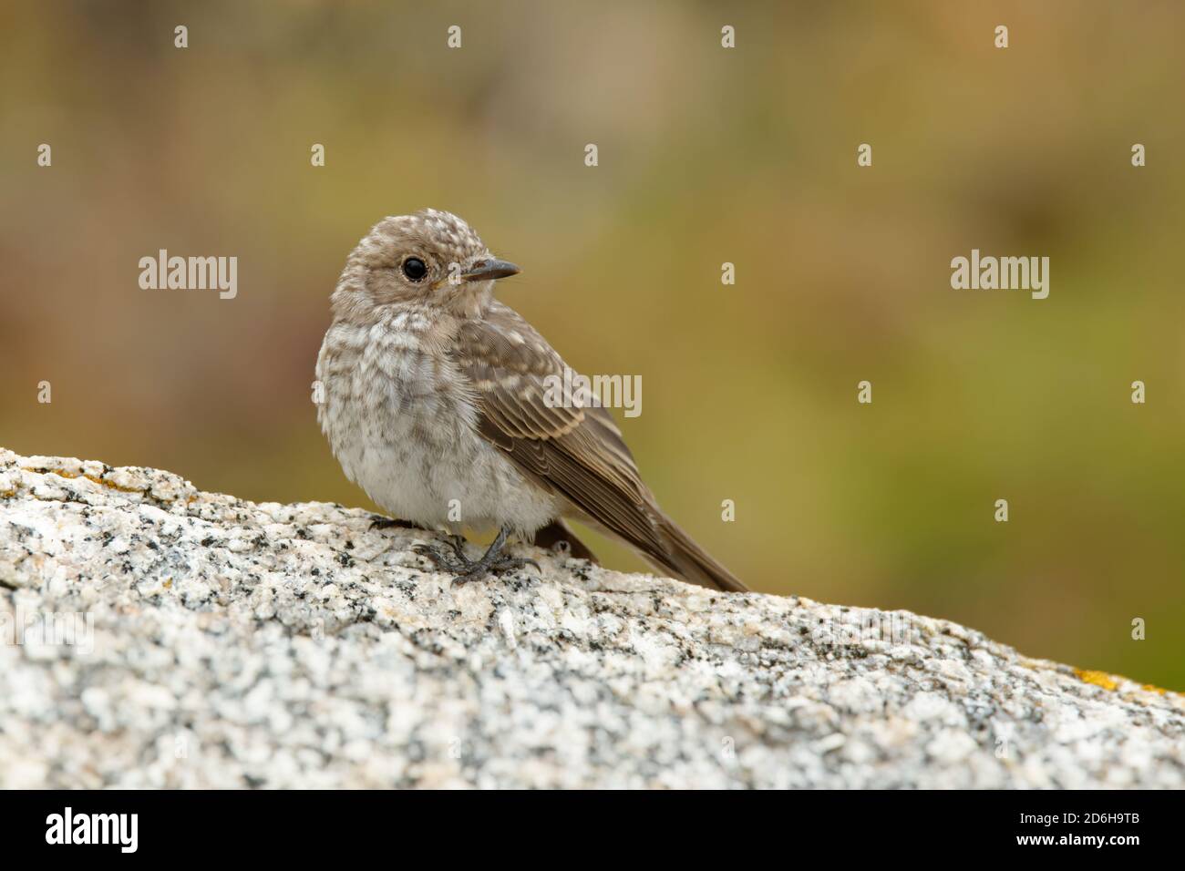 Spotted Flycatcher - Muscicapa striata sitting small passerine bird in the Old World flycatcher family, breeds in Europe and western Asia, migratory. Stock Photo