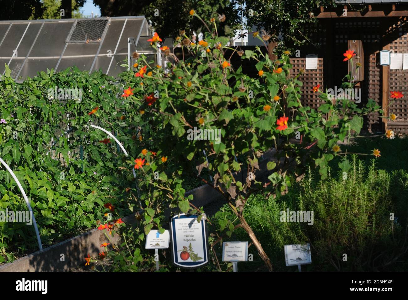 Urban Garden, Halloween, Fountain,, Construction, Huguenot Church, Cemetery, Pumpkin in Window, Pun with Vegetables. Stock Photo