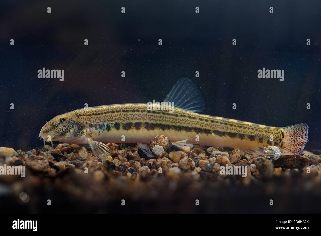 Bulgarian spined loach - Cobitis strumicae species of ray-finned fresh water fish in the family Cobitidae. It is found in Bulgaria and Greece. Stock Photo