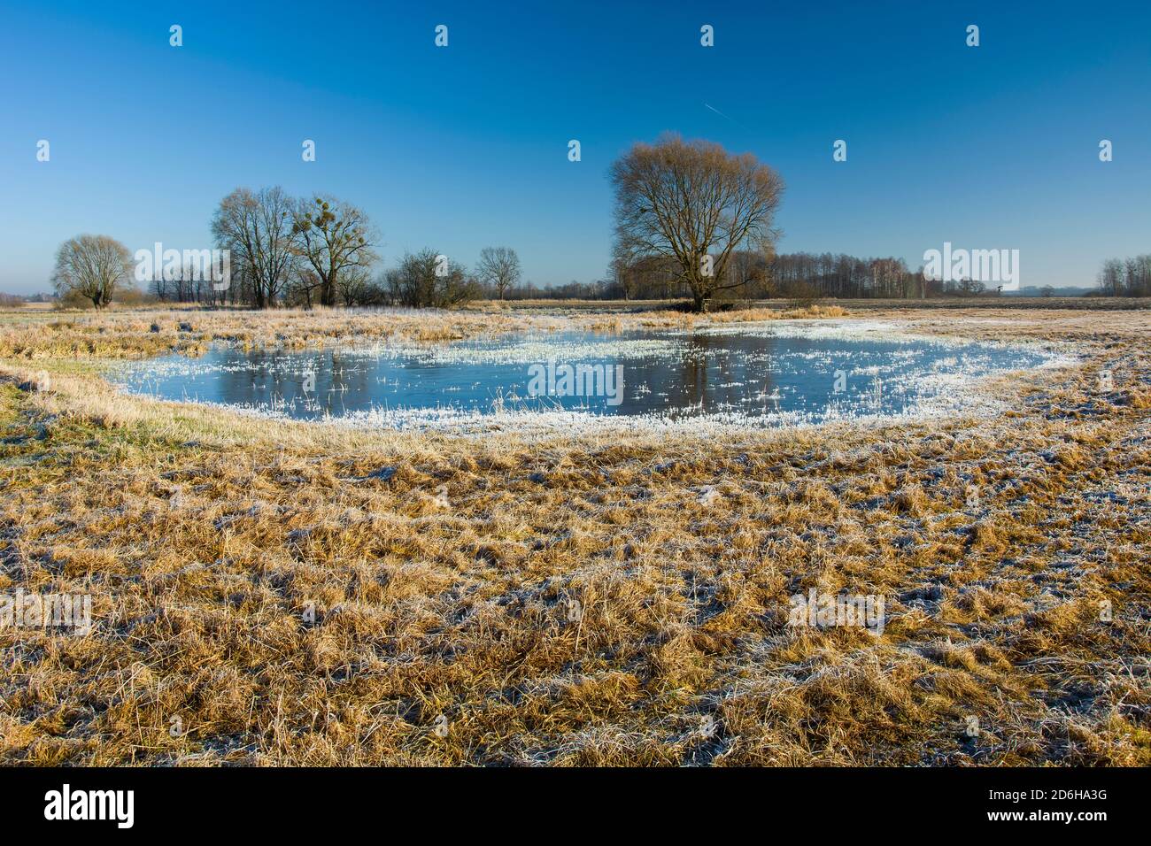 White frost and frozen water surface on the dry yellow meadow, trees and sky Stock Photo