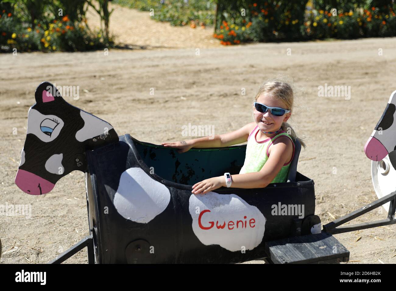Cow ride at Fall Festival at Underwood Farms, Moorpark, California, USA ...