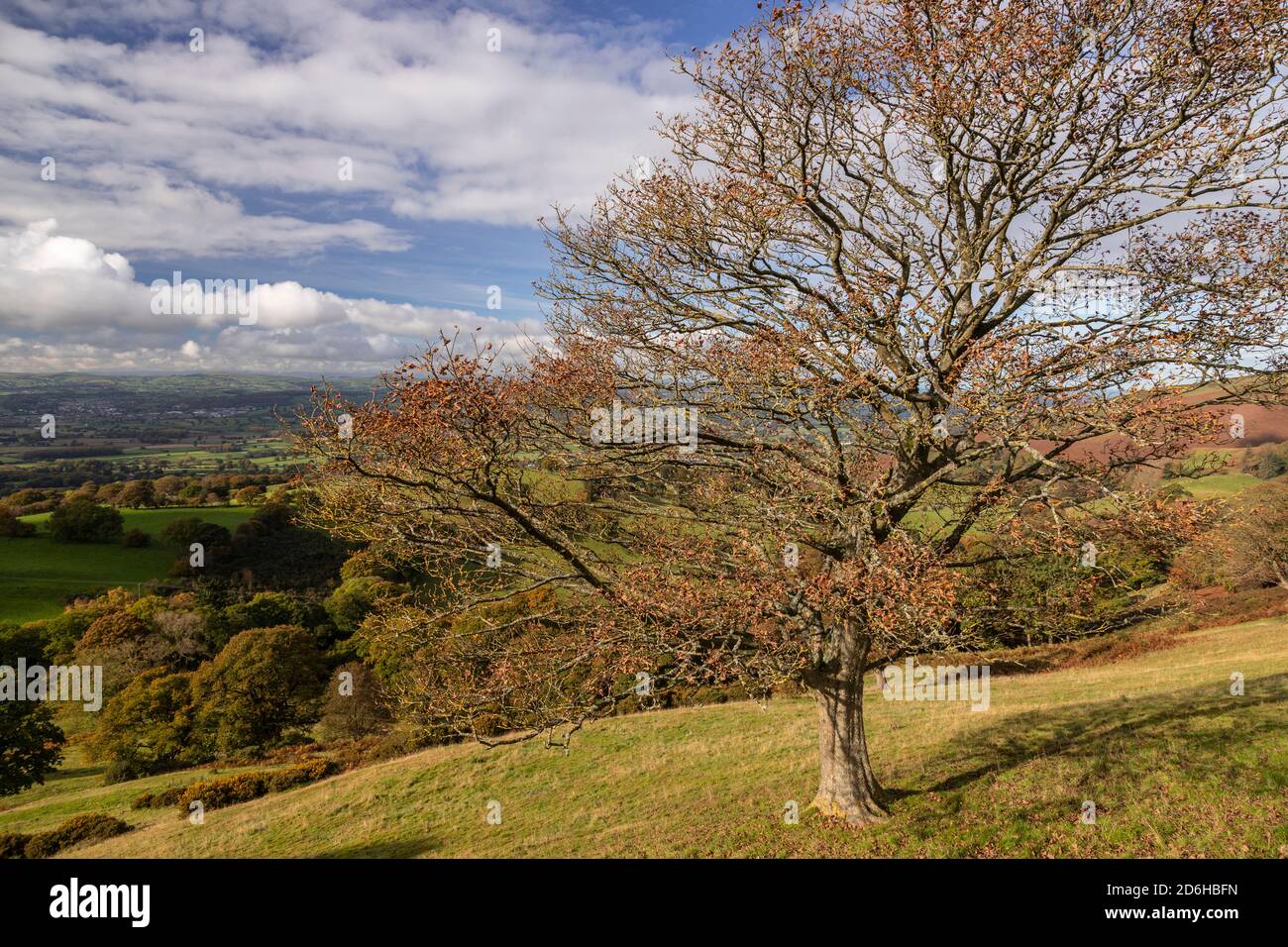 View overlooking the Vale of Clwyd from the Clwydian Range, North Wales Stock Photo