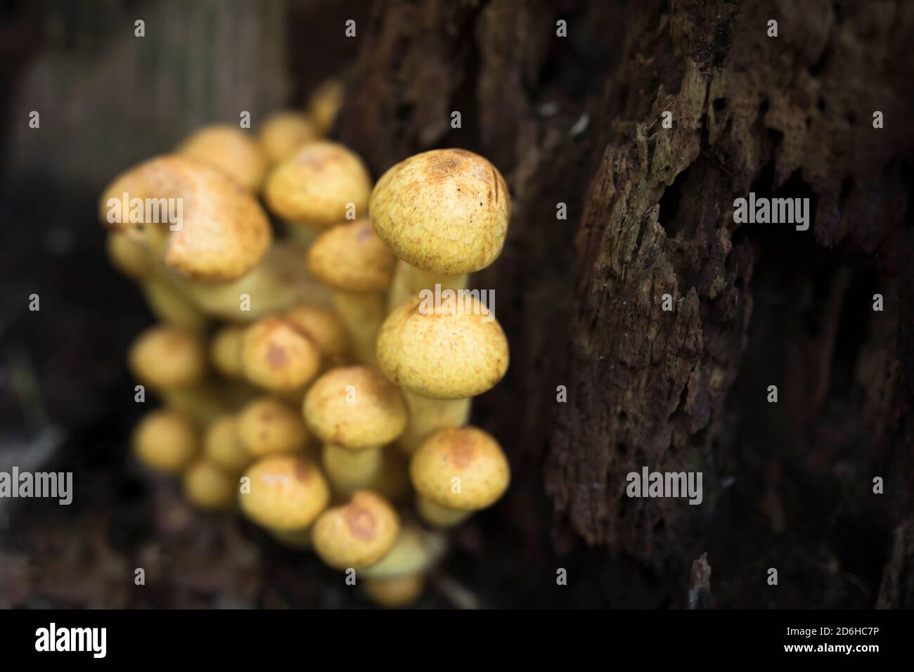 Mushrooms grwoing on a rotten beech tree stump in Europe Stock Photo