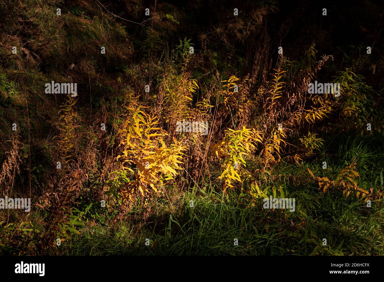 Ferns in sunlight, Clwydian Range, North Wales Stock Photo