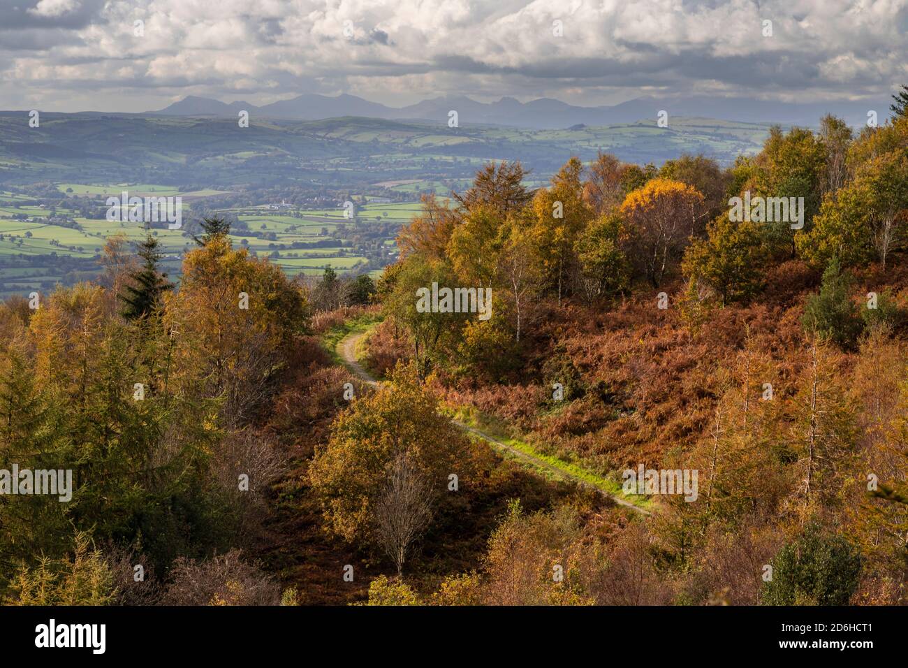 Coed Llangwyfan forest, Clwydian Range, North Wales Stock Photo