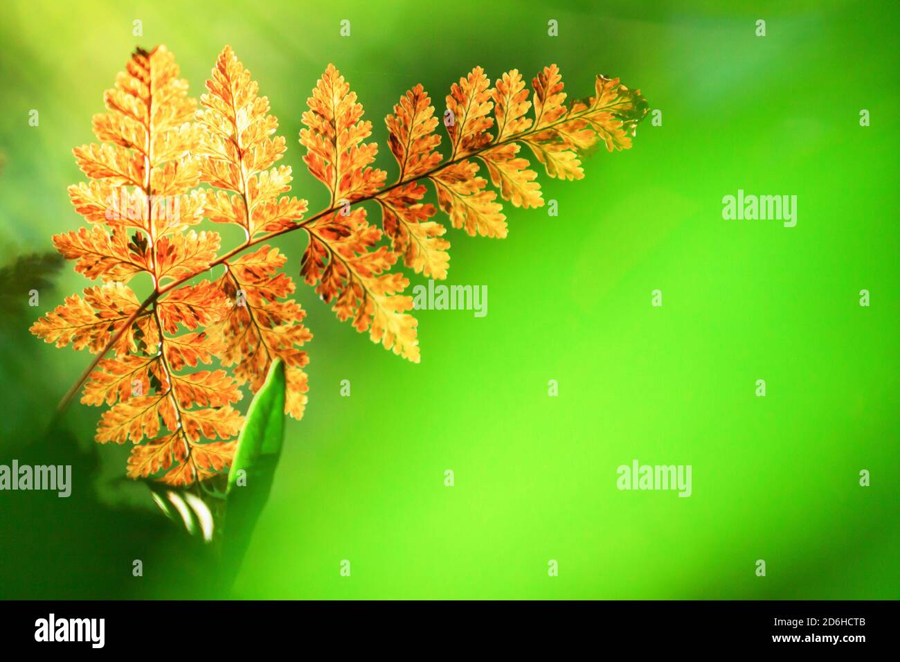 Bright and beautiful golden fern leaf in the morning light against green blurred background, the golden fern leaf growing in the branch of wild tree. Stock Photo