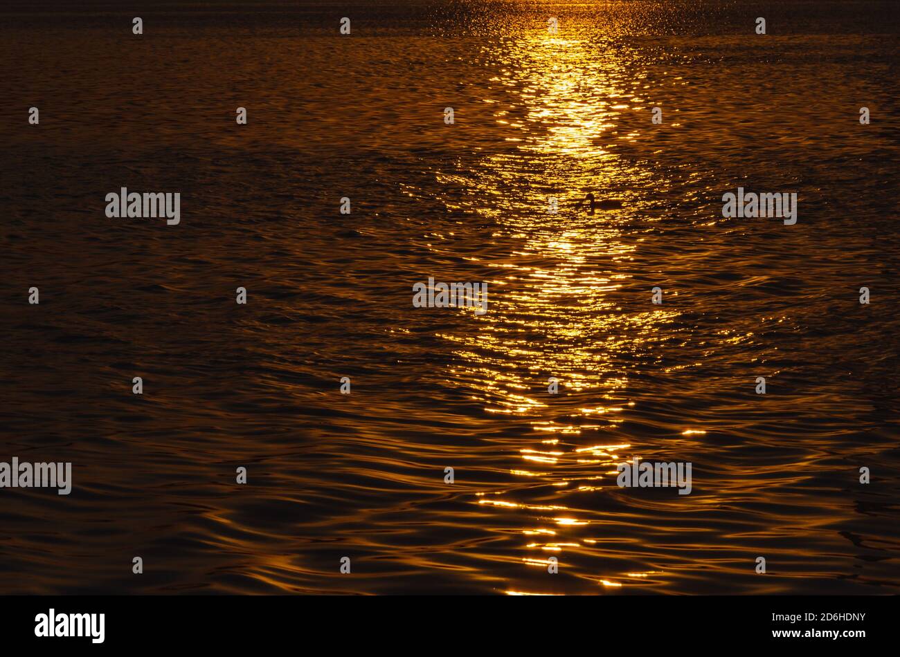 Beautiful sunset over the river. A duck in the solar path on the surface of the water. Reflection of the setting sun. Stock Photo