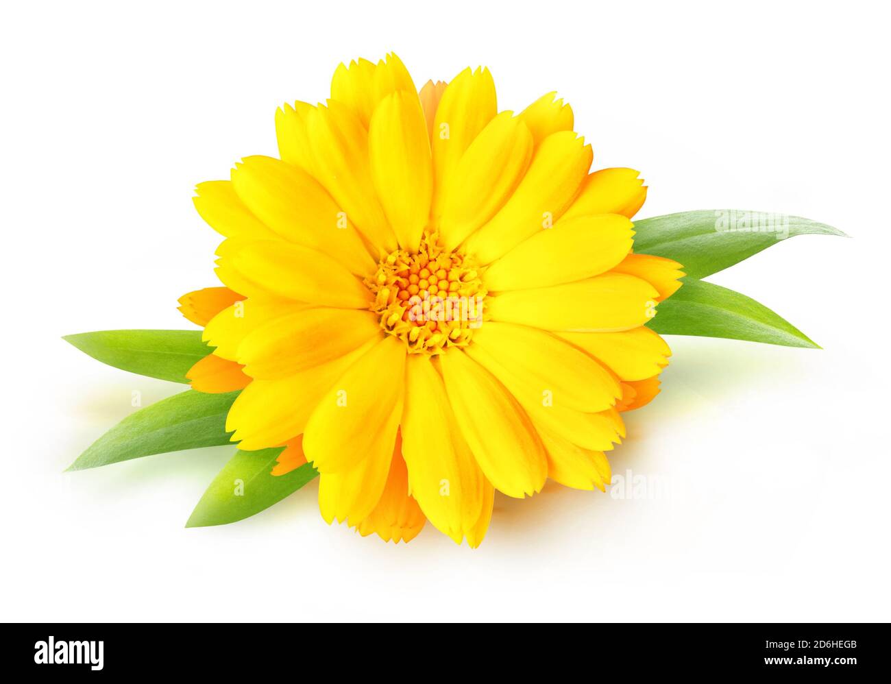 One calendula (marigold) flower isolated on white background Stock Photo