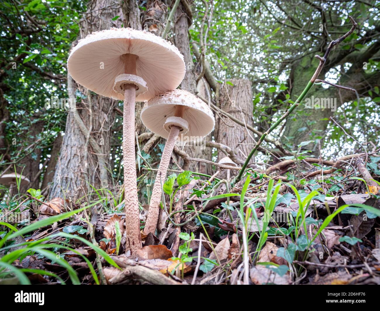 Dunwich Suffolk, UK. 17th Oct, 2020. Spectacular parasol mushrooms or macrolepiota procera growing in the woods at Dunwich on the Suffolk Coast UK. The recent wet autumnal weather has helped these fungi grow and develop in the autumn season. Their caps can grow over six inches in diameter. Credit: Julian Eales/Alamy Live News Stock Photo