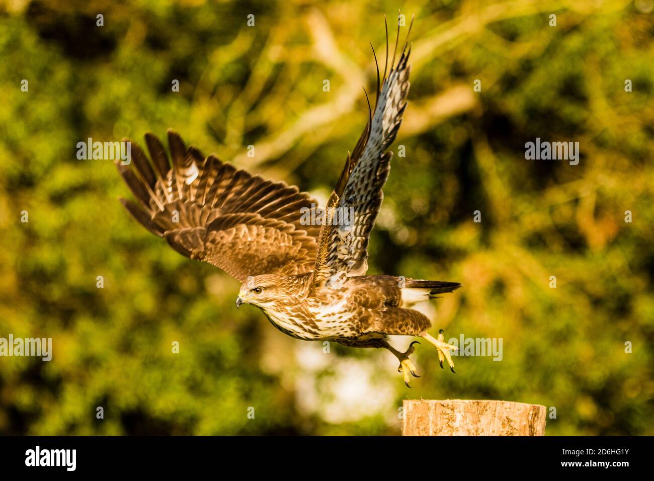 Common buzzard in mid Wales Stock Photo - Alamy