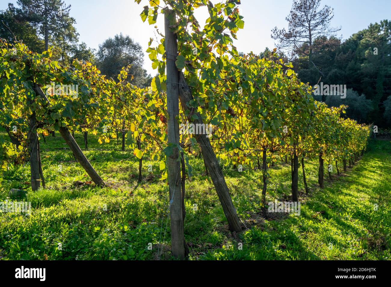 Vinho Verde Portugal wine production from Tibães Monastery called vinhas in portuguese Stock Photo