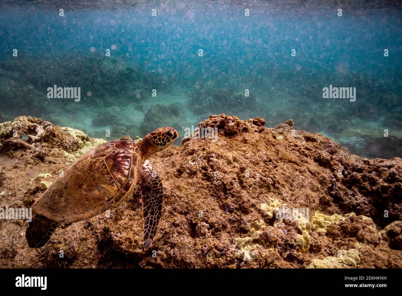 Sea turtle floats above a shallow reef in the oceans of oahu, hawaii