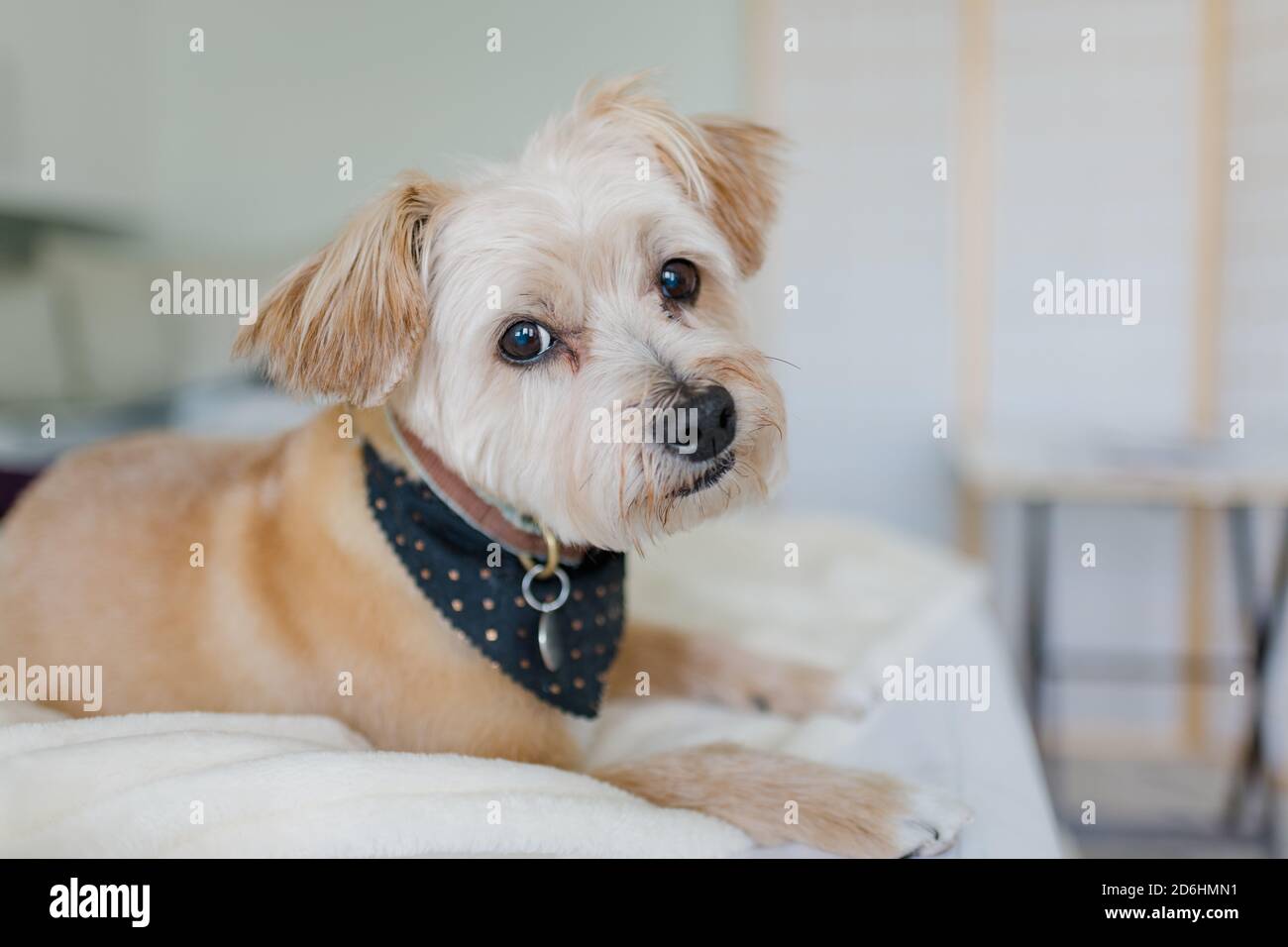 Cute dog wearing bandana resting on a bed Stock Photo Alamy