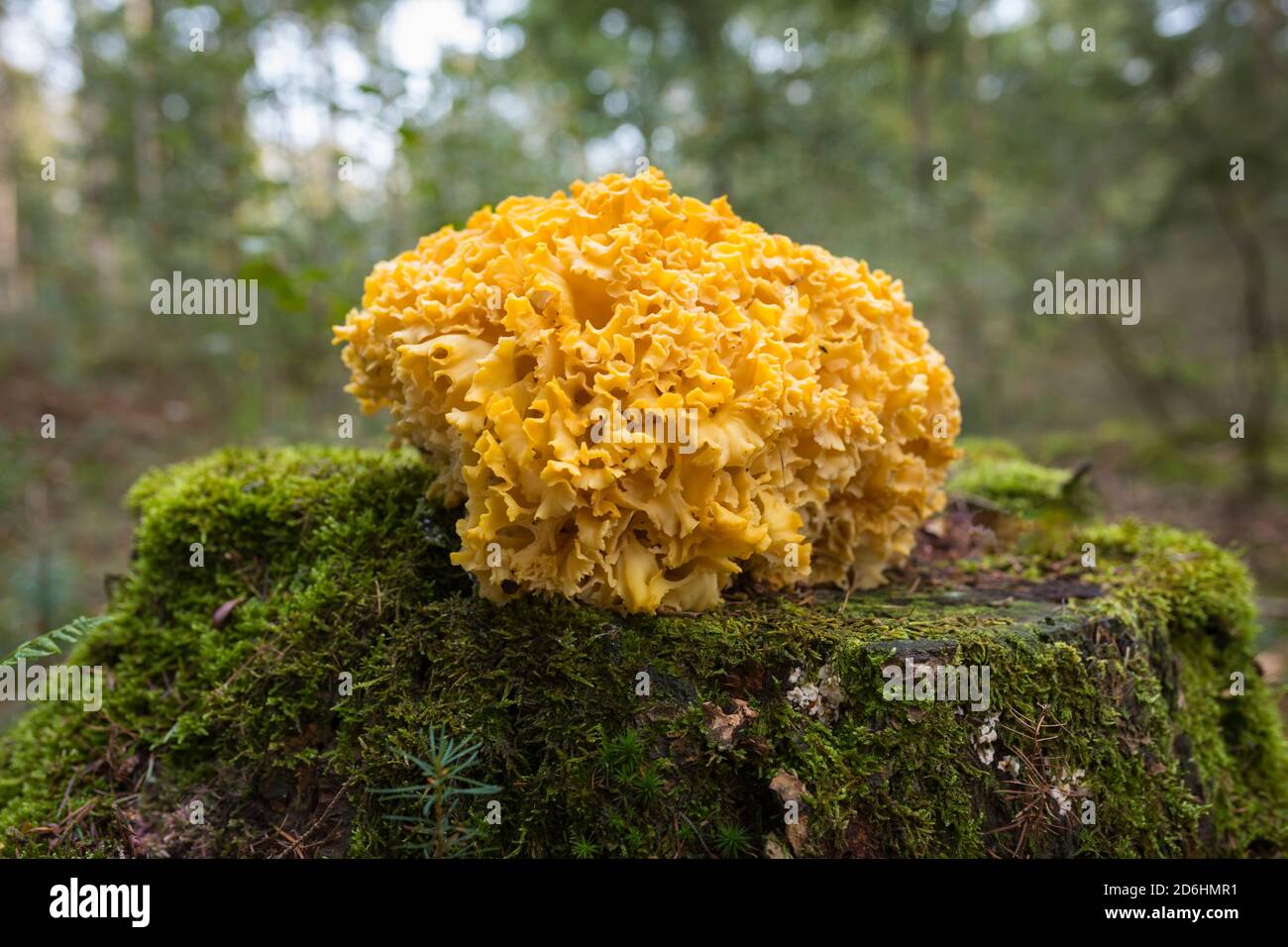Cauliflower mushroom growing on a tree stump in autumn, Netherlands Stock Photo