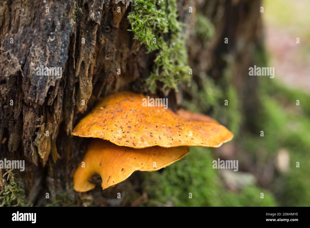 Toadstools at the trunk of a tree in autumn, Europe Stock Photo