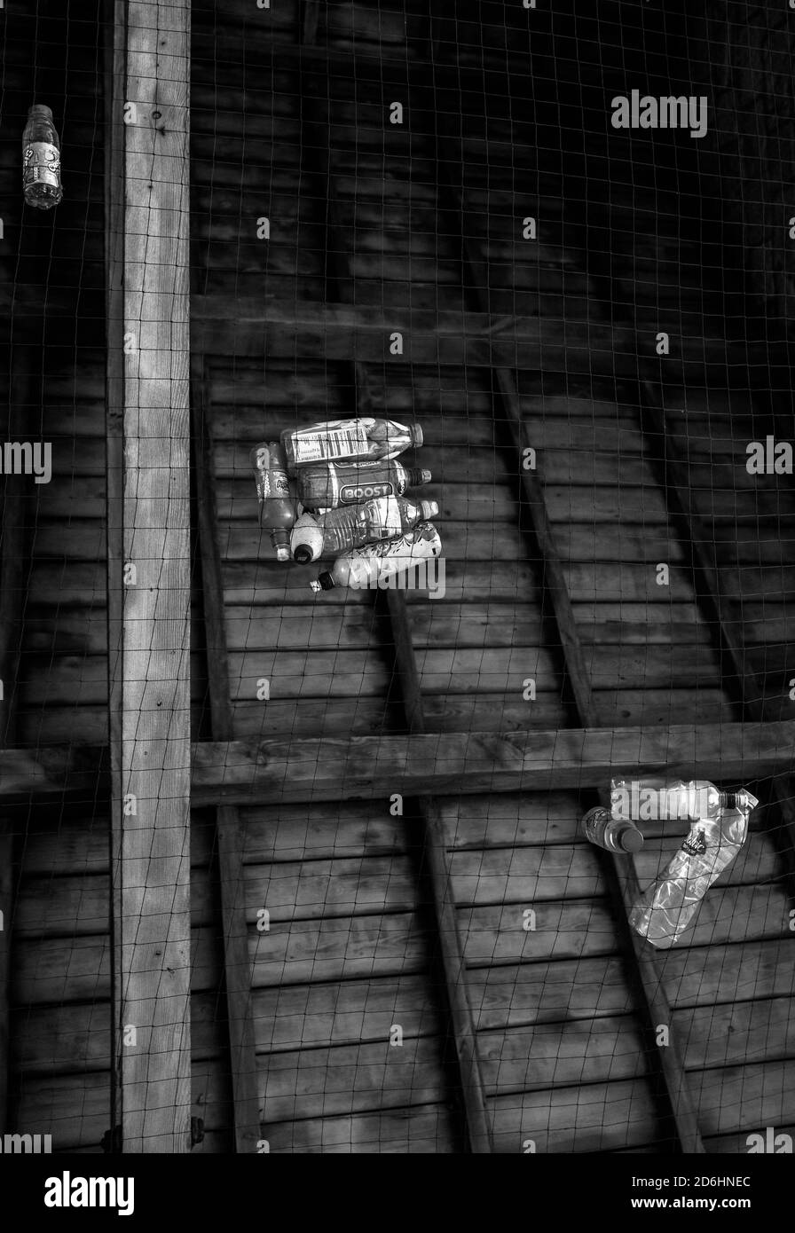 Discarded plastic drinks bottles caught in roof netting. Stock Photo