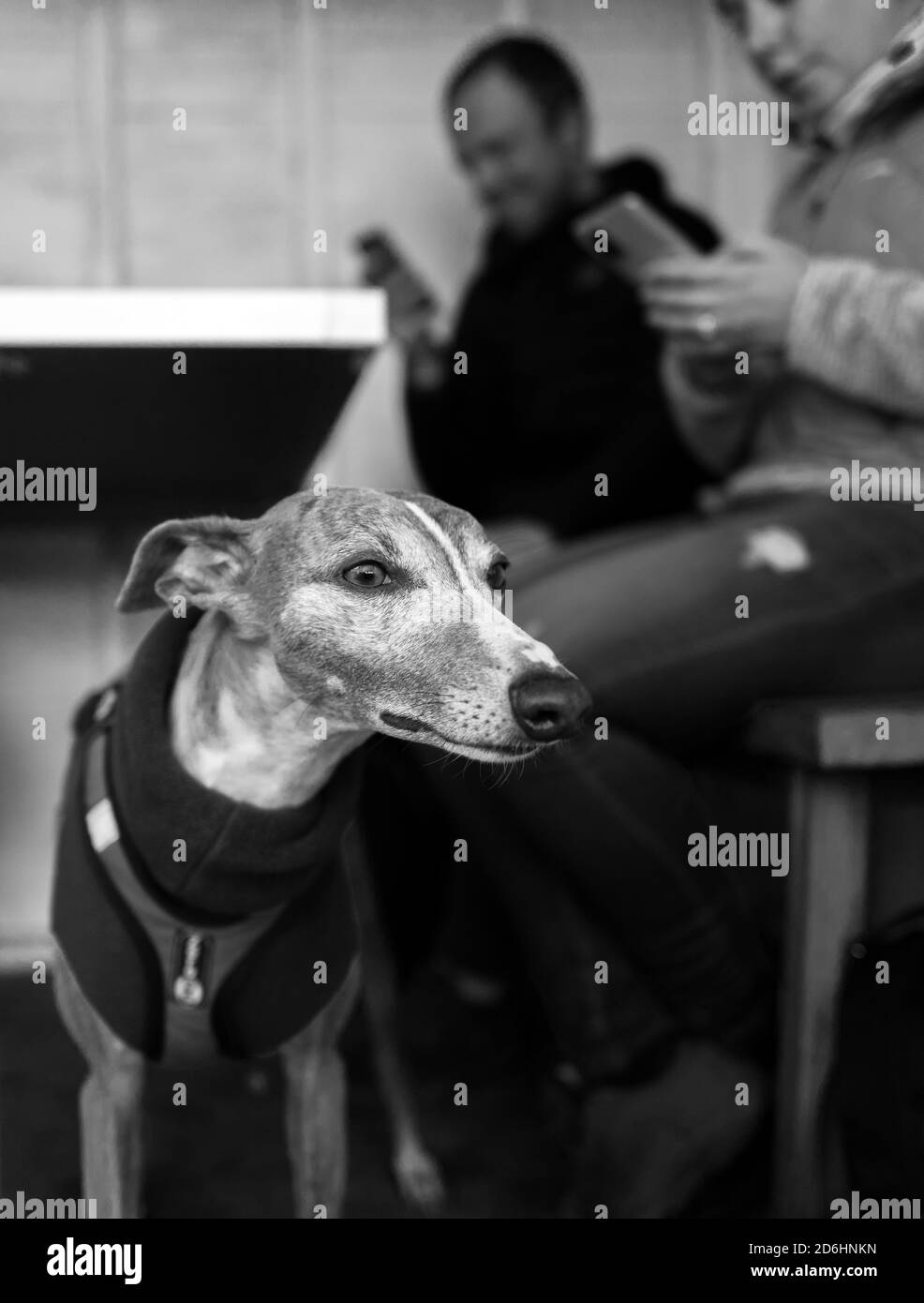 Portrait of a Whippet in black and white with owners using their mobile phones. Stock Photo