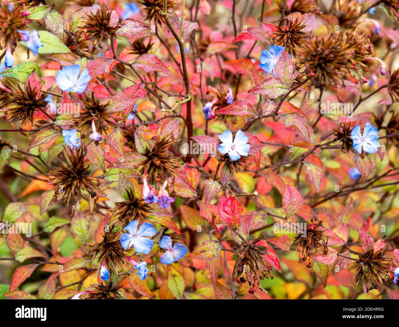 Little blue flowers and autumn leaves of Ceratostigma plumbaginoides, Chinese plumbago Stock Photo