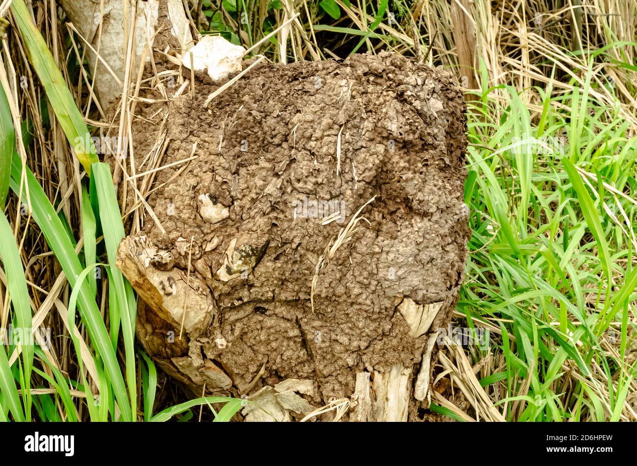 Included among guinea grass is a wirefence post that termites have chosen to colonized an build a nest. Stock Photo