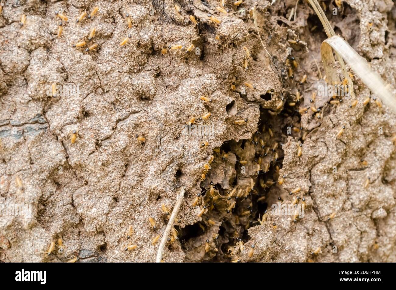 This is the closup of termite nest with the insects crawling out of a ruptured section. Stock Photo