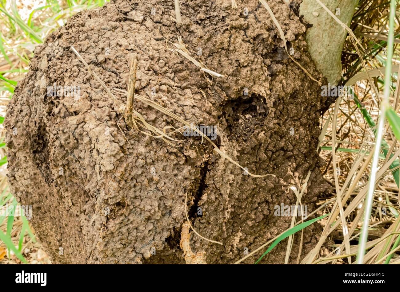 Termites makes a large nest onto the stump of a tree.  At the side of the nest are ruptures from which the insects are crawling out. Stock Photo