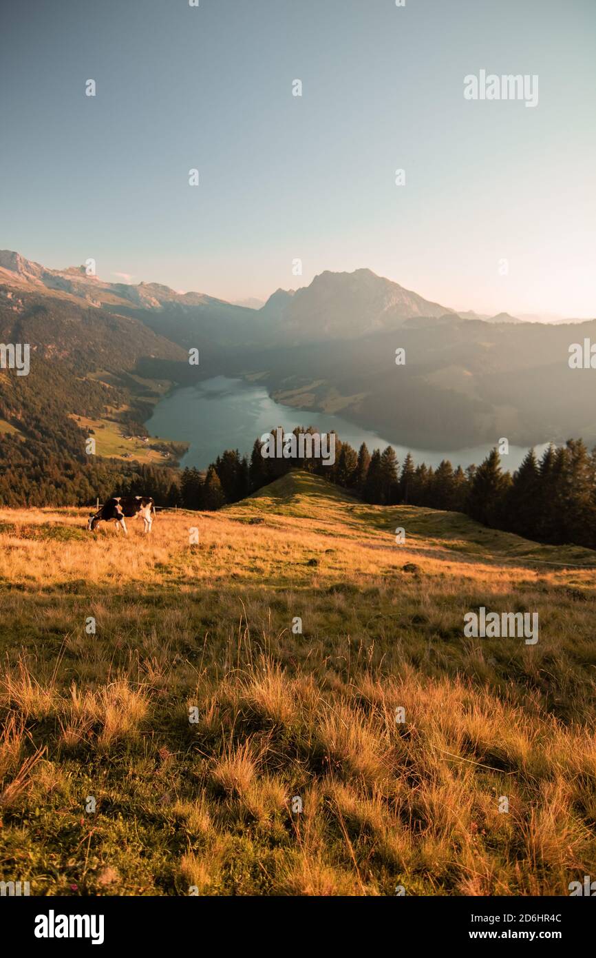 brown and black swiss cows on mountain pasture in Switzerland Stock Photo