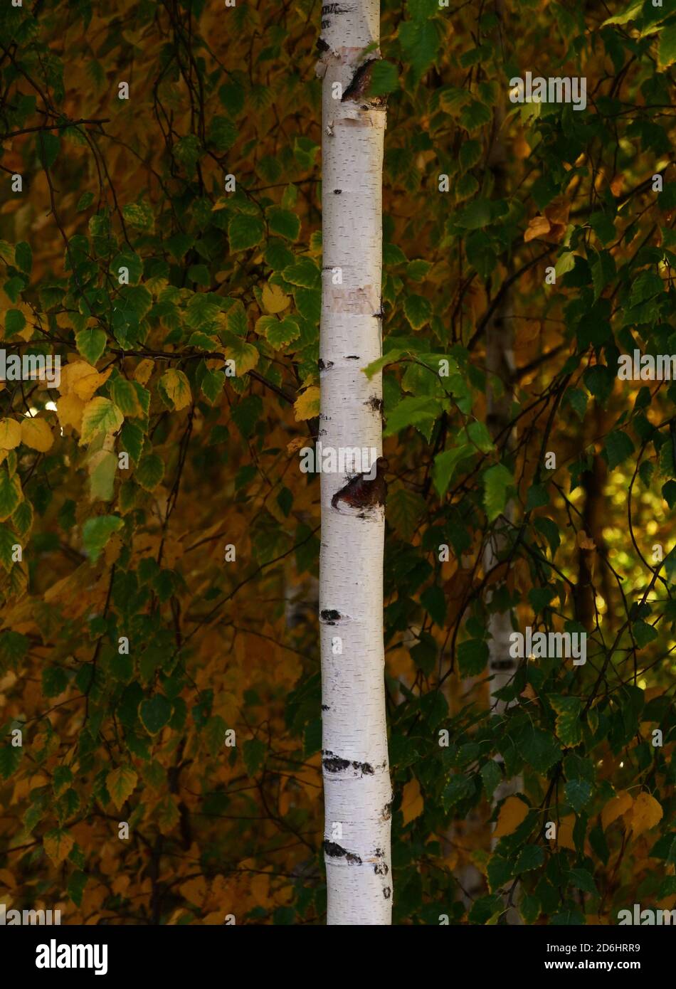 White coloured trunk of a silver birch tree variety seen in autumn. Stock Photo