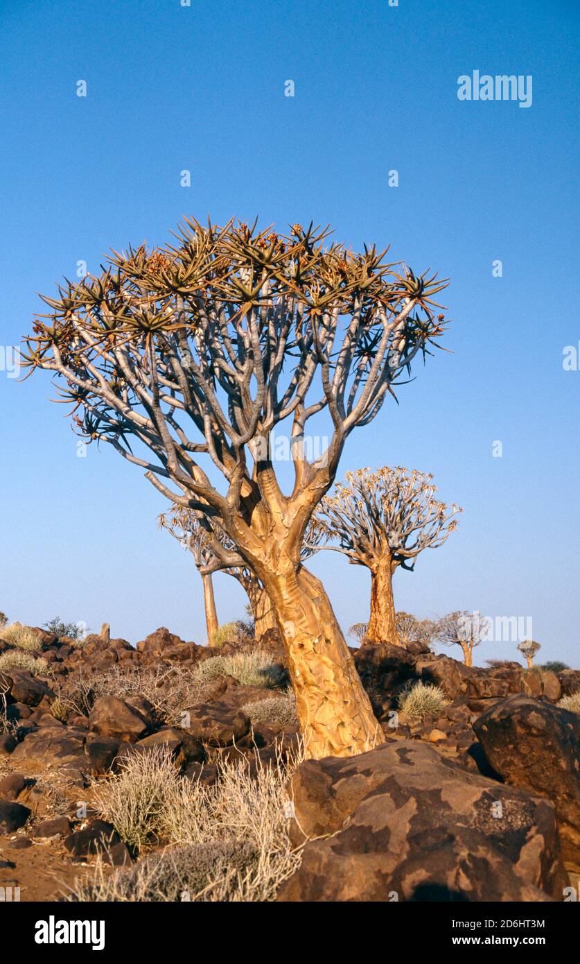 Tree among Rocks, Keetmanshoop, Namibia, Africa Stock Photo
