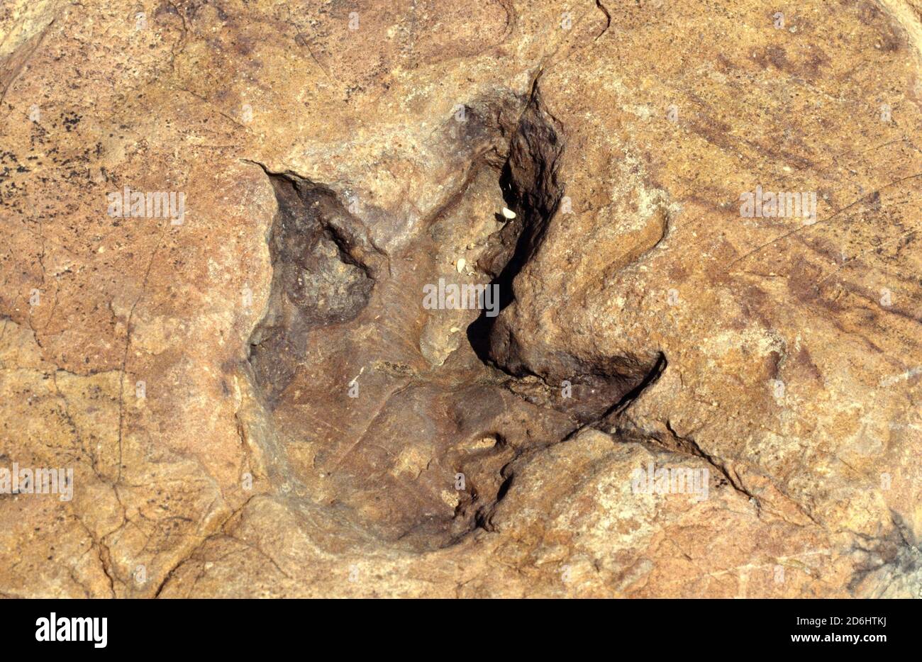Dinosaur Footprint in Rock, Otjihaenamaparero, Namibia, Africa Stock Photo