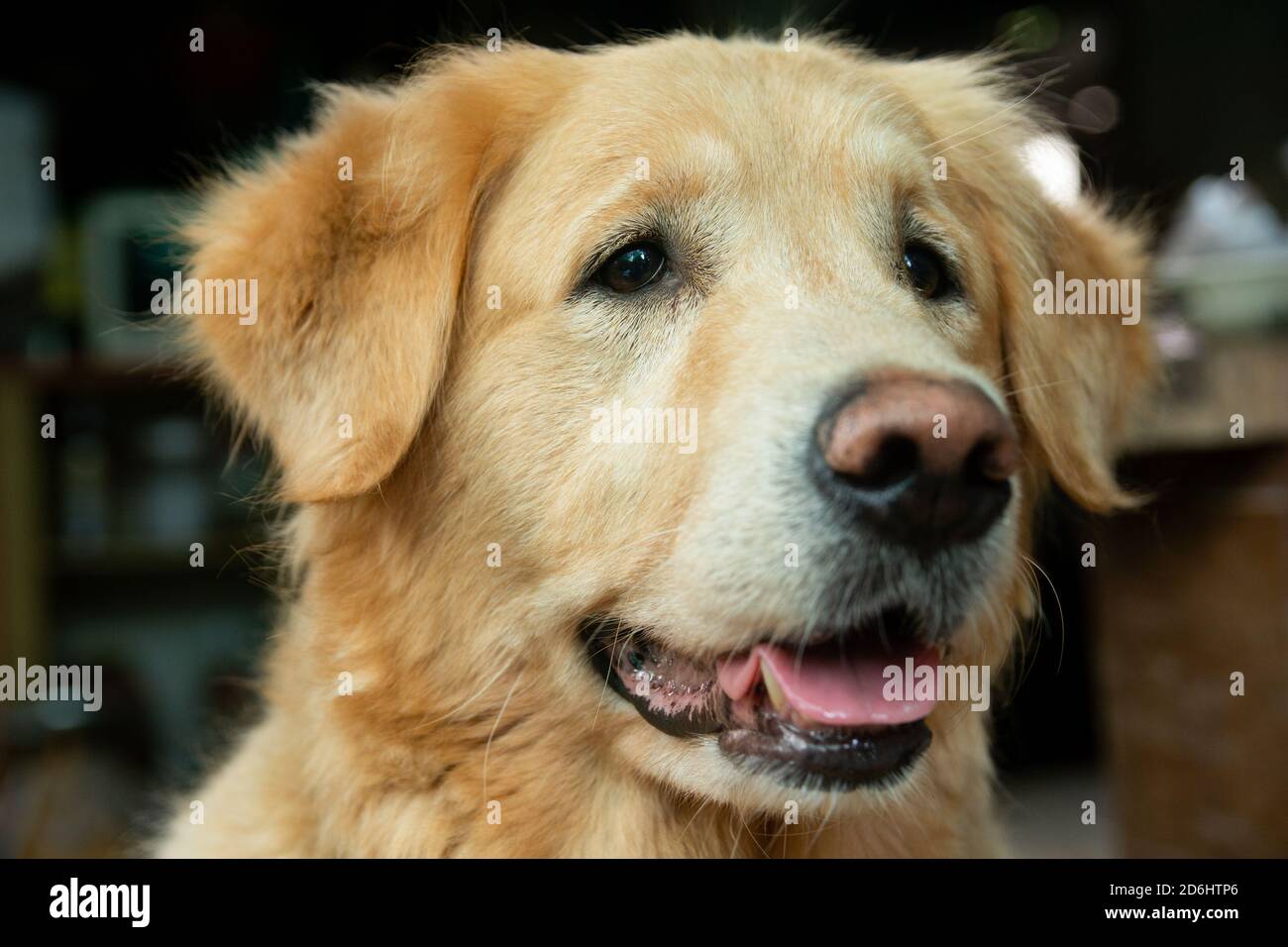 Closeup portrait of Golden retriever dog Stock Photo - Alamy