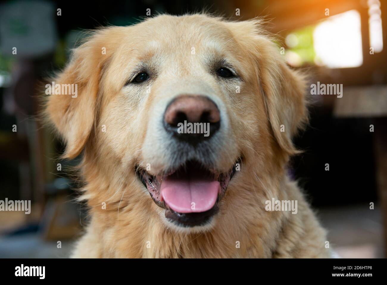 Closeup portrait of Golden retriever dog Stock Photo - Alamy