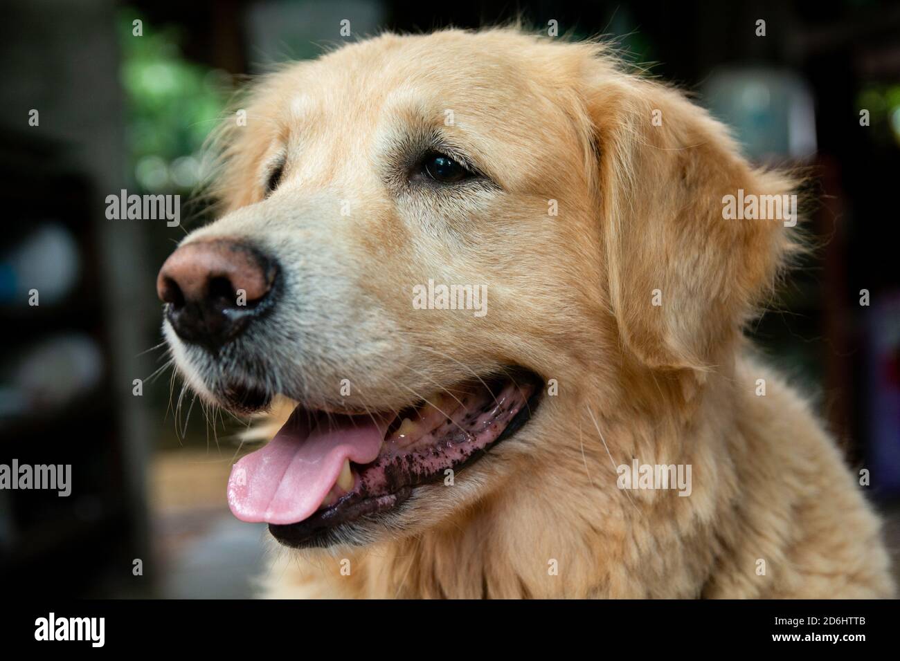 Closeup portrait of Golden retriever dog Stock Photo - Alamy