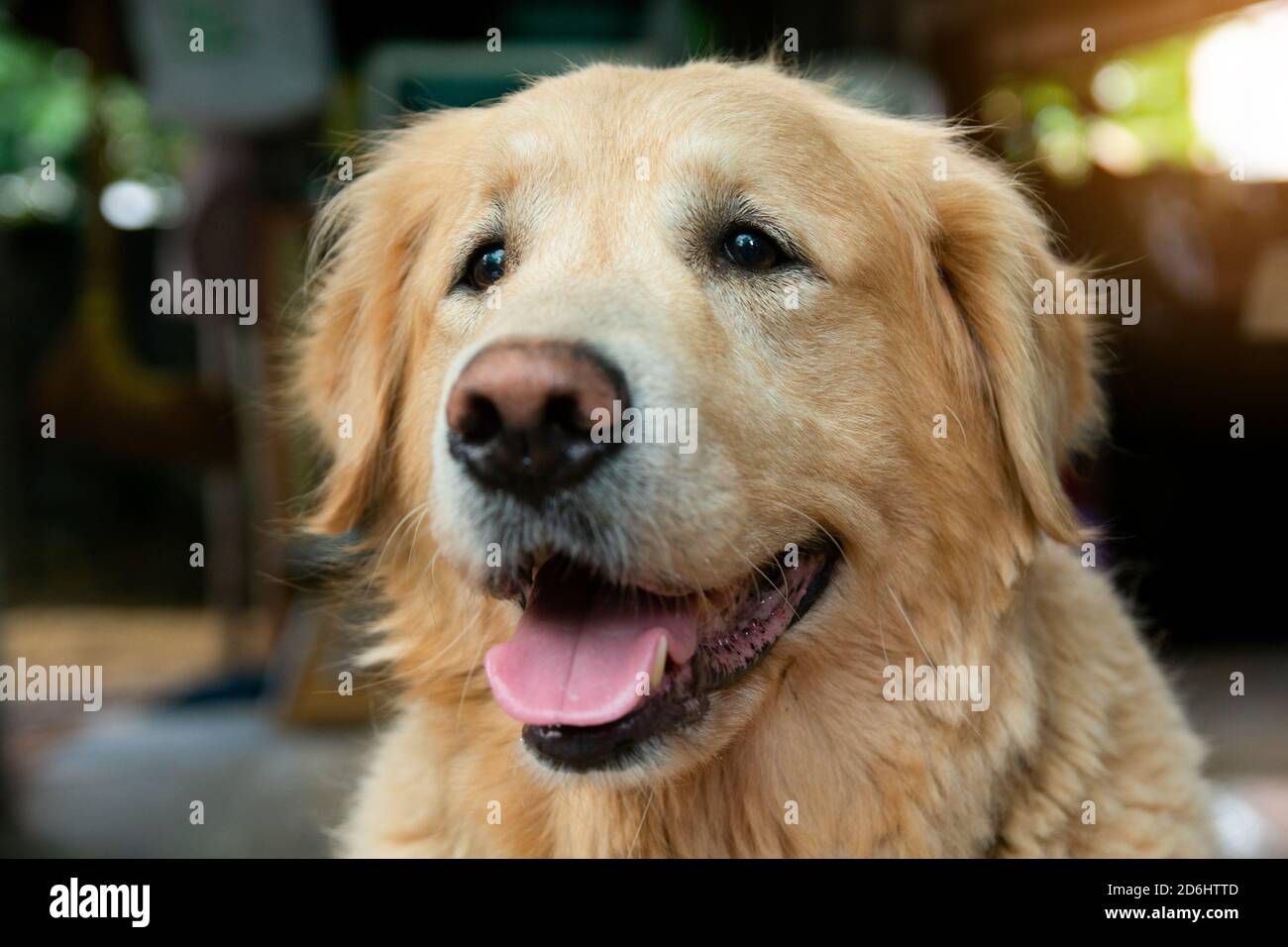 Closeup portrait of Golden retriever dog Stock Photo - Alamy