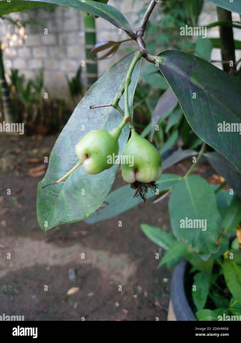 Vertical closeup shot of young green java apple grown in a backyard ...