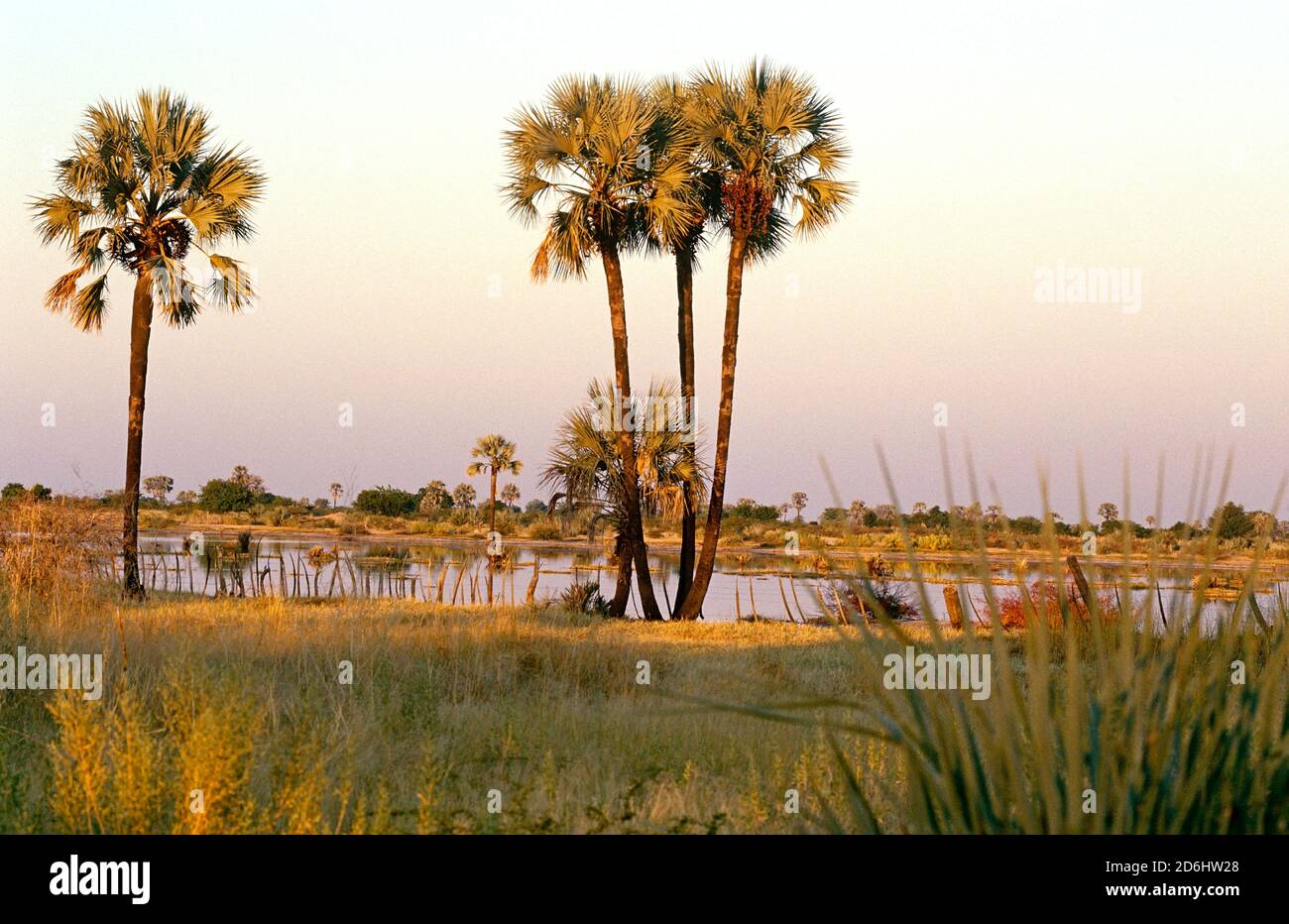 Palm Trees, Owamboland, Namibia, Africa Stock Photo